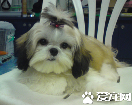 西施犬狗排名 最受歡迎寵物狗排名第九
