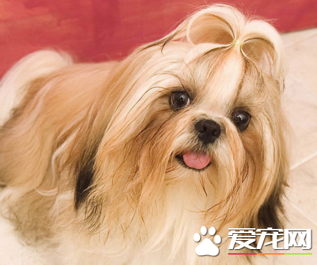 西施犬挨打後果 會對主人進行攻擊