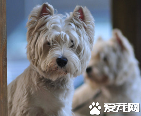 西高地白梗粘人程度  性格是非常的沉穩