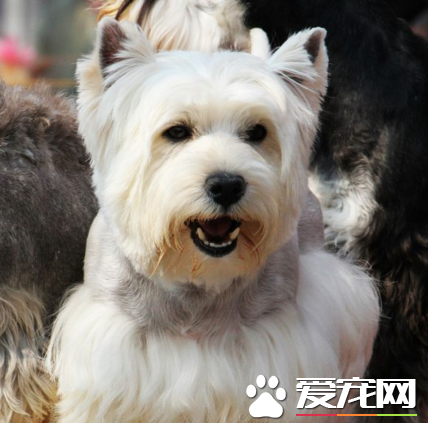 西高地白梗怎麼做美容 以正確姿勢立於美容台