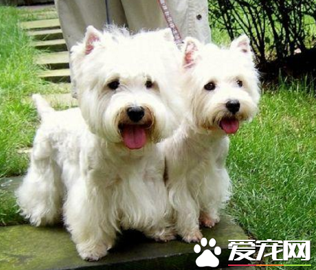 西高地白梗一窩生幾個 雌犬每年可交配兩次