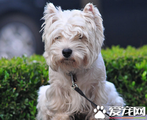 西高地白梗一窩生幾個 雌犬每年可交配兩次