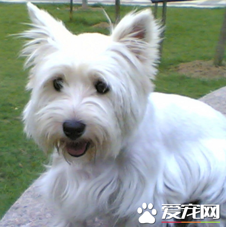 西高地白梗凶嗎 會拿它當作狩獵犬