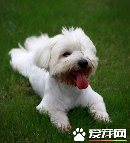 西高地白梗凶嗎 會拿它當作狩獵犬