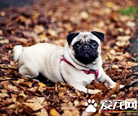 巴哥犬吃什麼狗糧最好 中軟型專用狗糧