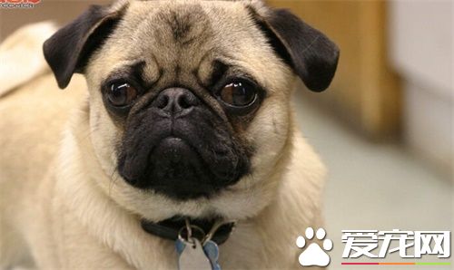 巴哥犬吃什麼狗糧最好 中軟型專用狗糧