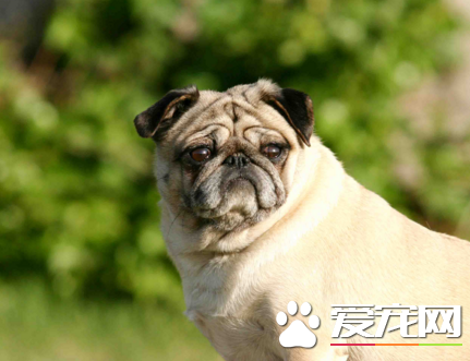 巴哥犬吃什麼狗糧最好 中軟型專用狗糧
