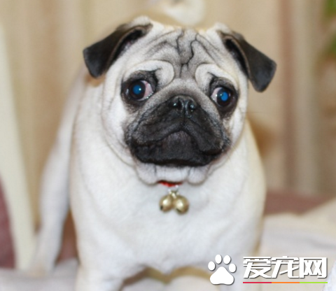巴哥犬長得快嗎 巴哥犬是一種小型犬類
