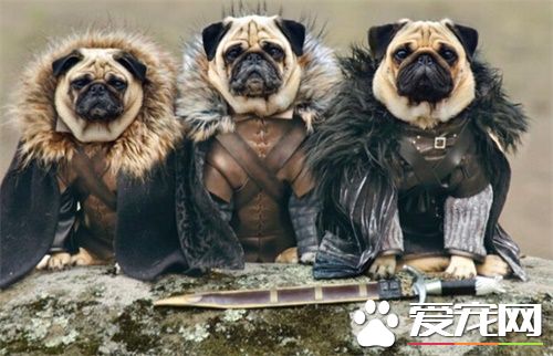 巴哥犬長得快嗎 巴哥犬是一種小型犬類