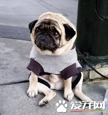 巴哥犬長得快嗎 巴哥犬是一種小型犬類