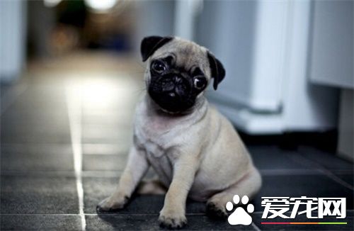巴哥犬不能吃什麼 種子是完全不能吃