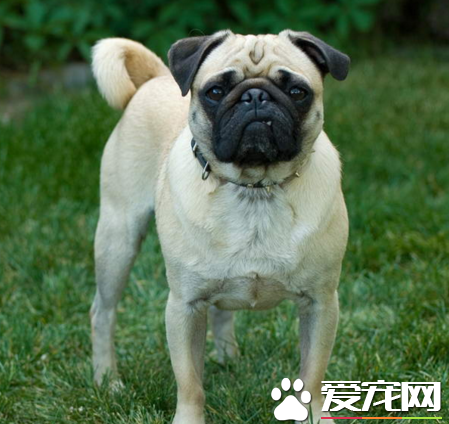 巴哥犬不能吃什麼 種子是完全不能吃