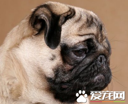 巴哥犬不能吃什麼 種子是完全不能吃