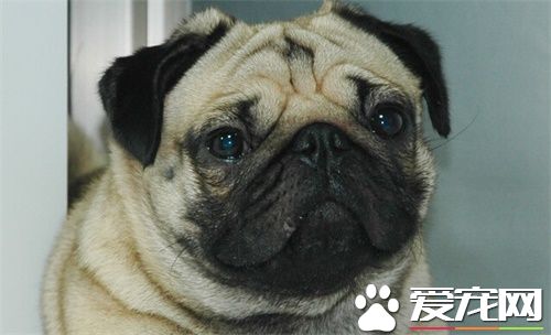 巴哥犬安靜嗎 有什麼方法能讓它安靜