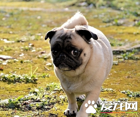 巴哥犬安靜嗎 有什麼方法能讓它安靜