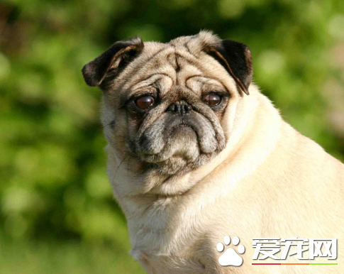 巴哥犬安靜嗎 有什麼方法能讓它安靜