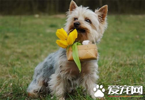 澳洲絲毛梗和約克夏的區別 以狗的AKC或者FCI標准