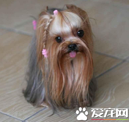 澳洲絲毛梗和約克夏的區別 以狗的AKC或者FCI標准