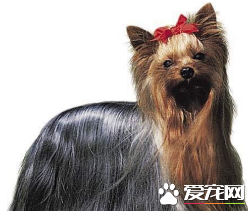 澳洲絲毛梗和約克夏的區別 以狗的AKC或者FCI標准