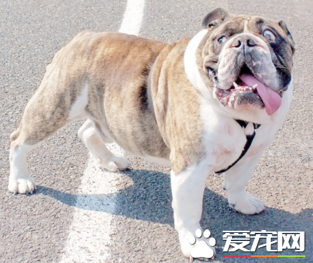英國斗牛犬打架厲害嗎 英國斗牛犬的生活習性