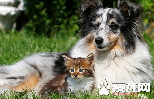 澳洲牧羊犬智商排名 澳洲牧羊犬還是很聰明的狗
