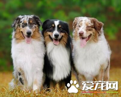 澳洲牧羊犬智商排名 澳洲牧羊犬還是很聰明的狗