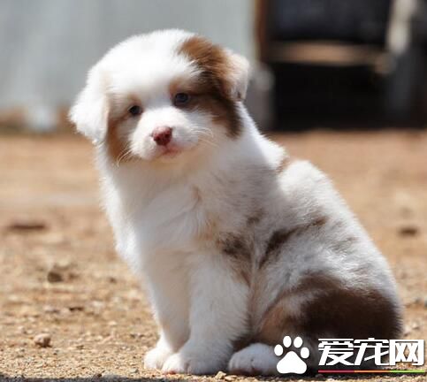 澳洲牧羊犬怎麼養 要經常對犬進行調教