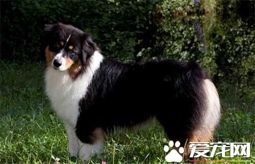澳洲牧羊犬怎麼養 要經常對犬進行調教