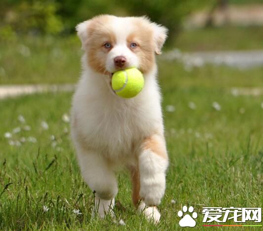 澳洲牧羊犬怎麼養 要經常對犬進行調教