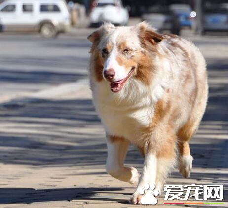 澳洲牧羊犬怎麼洗澡 澳洲牧羊犬洗澡的方法