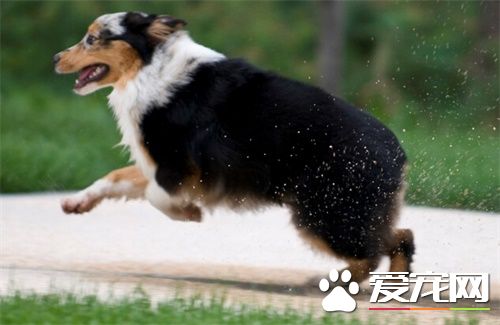 澳洲牧羊犬怎麼洗澡 澳洲牧羊犬洗澡的方法