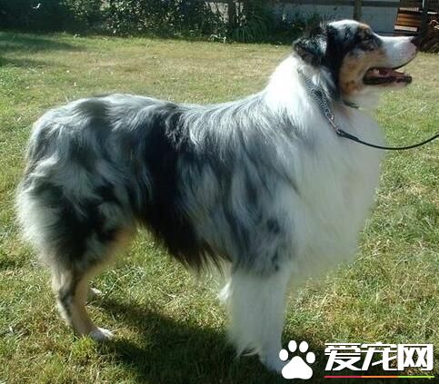 澳洲牧羊犬怎麼洗澡 澳洲牧羊犬洗澡的方法
