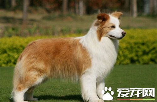 澳洲牧羊犬要補鈣嗎 狗狗缺鈣會有什麼危害