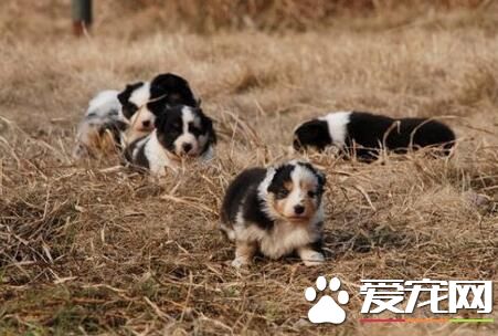 澳洲牧羊犬一般有多大 雄性澳牧肩高18到20英寸