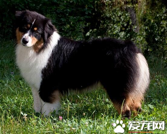 澳洲牧羊犬缺點 澳洲牧羊犬羞怯膽小