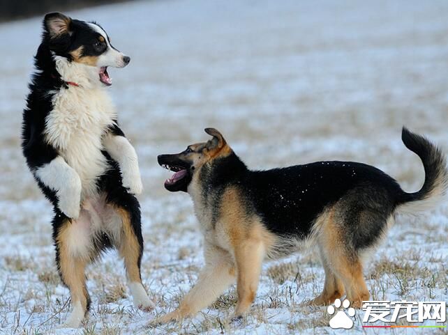澳洲牧羊犬要補鈣嗎 狗狗缺鈣會有什麼危害