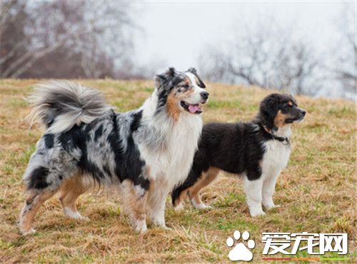 澳洲牧羊犬缺點 澳洲牧羊犬羞怯膽小