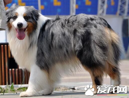 澳洲牧羊犬年齡 澳洲牧羊犬壽命10到15年