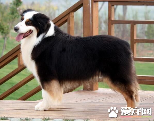 澳洲牧羊犬缺點 澳洲牧羊犬羞怯膽小