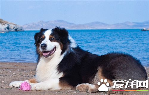 澳洲牧羊犬年齡 澳洲牧羊犬壽命10到15年