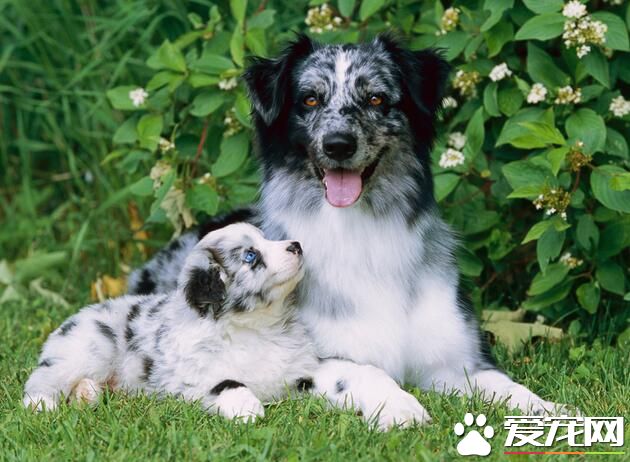 澳洲牧羊犬沒尾巴嗎 出生一個星期之後被剪掉