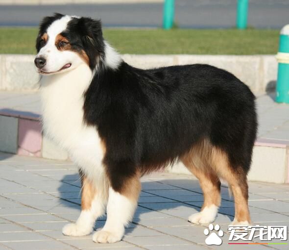 澳洲牧羊犬年齡 澳洲牧羊犬壽命10到15年
