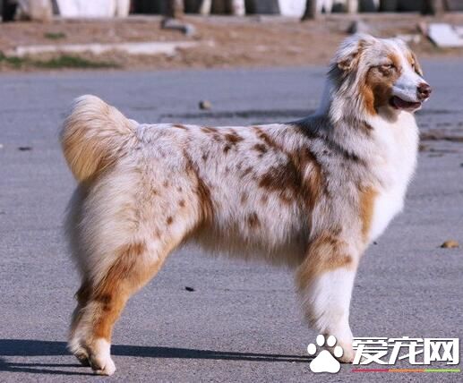 澳洲牧羊犬沒尾巴嗎 出生一個星期之後被剪掉