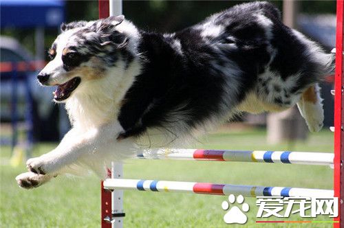 澳洲牧羊犬沒尾巴嗎 出生一個星期之後被剪掉