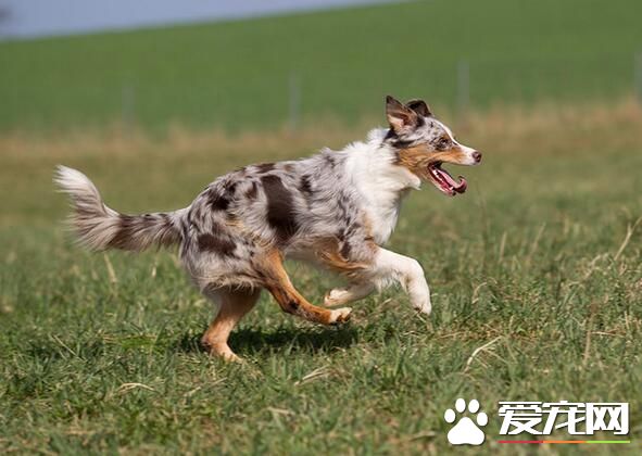 澳洲牧羊犬護衛嗎 一種非常聰明的工作犬