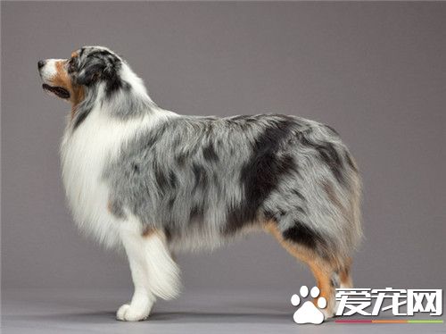 澳洲牧羊犬護衛嗎 一種非常聰明的工作犬