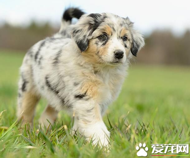澳洲牧羊犬護衛嗎 一種非常聰明的工作犬