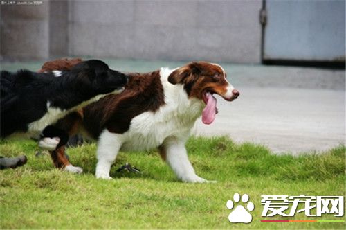 澳洲牧羊犬和邊牧的區別 澳牧體形稍方邊牧稍長