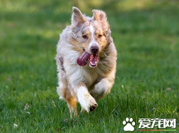 澳洲牧羊犬和邊牧的區別 澳牧體形稍方邊牧稍長