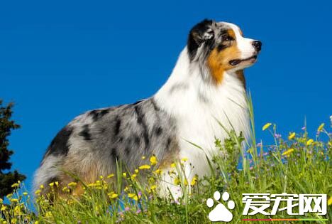 澳洲牧羊犬和邊牧的區別 澳牧體形稍方邊牧稍長